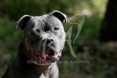 Terrier - Staffordshire Bull