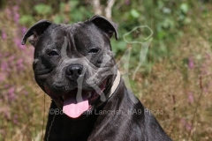 Terrier - Staffordshire Bull