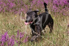 Terrier - Staffordshire Bull