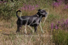 Terrier - Staffordshire Bull