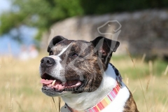 Terrier - Staffordshire Bull