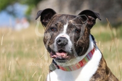 Terrier - Staffordshire Bull