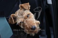 Terrier - Welsh