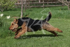 Terrier - Welsh