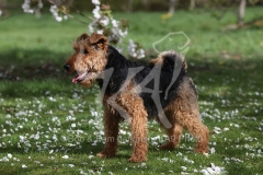 Terrier - Welsh