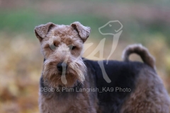 Terrier - Welsh