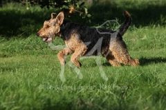 Terrier - Welsh