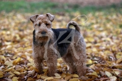 Terrier - Welsh