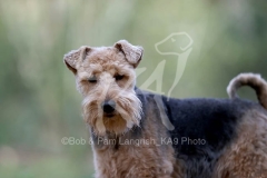 Terrier - Welsh