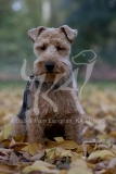 Terrier - Welsh