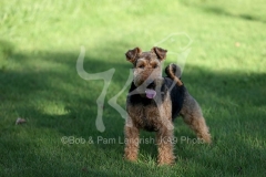 Terrier - Welsh