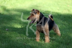 Terrier - Welsh