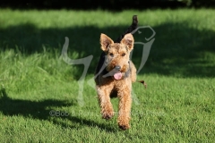 Terrier - Welsh