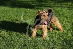 Terrier - Welsh