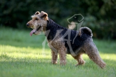 Terrier - Welsh