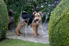 Terrier - Welsh