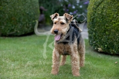 Terrier - Welsh