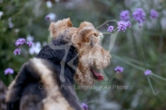 Terrier - Welsh