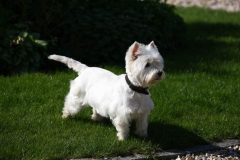 Terrier - West Highland White