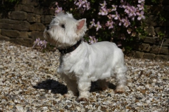 Terrier - West Highland White