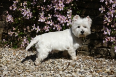 Terrier - West Highland White