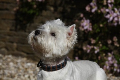 Terrier - West Highland White