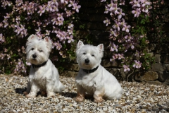 Terrier - West Highland White