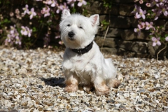 Terrier - West Highland White