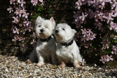 Terrier - West Highland White