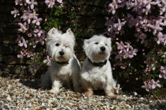 Terrier - West Highland White