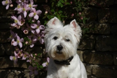 Terrier - West Highland White