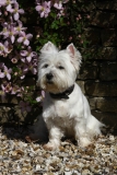 Terrier - West Highland White