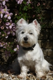 Terrier - West Highland White