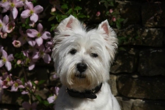 Terrier - West Highland White