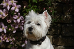 Terrier - West Highland White