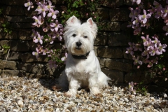 Terrier - West Highland White