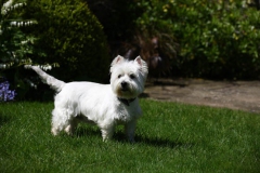 Terrier - West Highland White