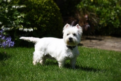 Terrier - West Highland White