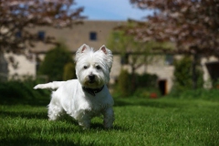 Terrier - West Highland White