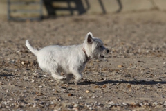 Terrier - West Highland White