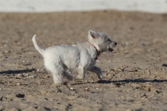 Terrier - West Highland White