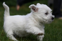 Terrier - West Highland White