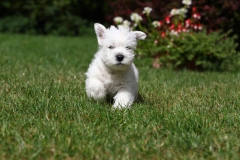 Terrier - West Highland White