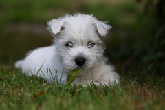 Terrier - West Highland White