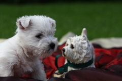 Terrier - West Highland White