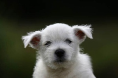 Terrier - West Highland White