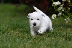 Terrier - West Highland White