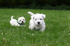 Terrier - West Highland White