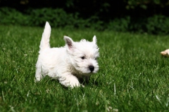 Terrier - West Highland White