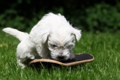 Terrier - West Highland White